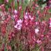 Sadnice - žbunaste vrste: GAURA -Gaura lindheimeri, slika1